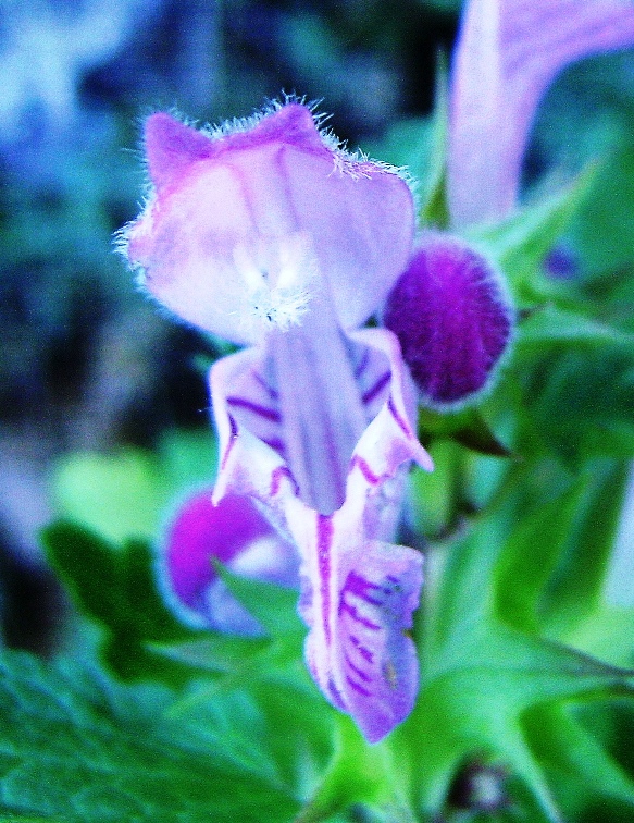 Lamium garganicum subsp. laevigatum